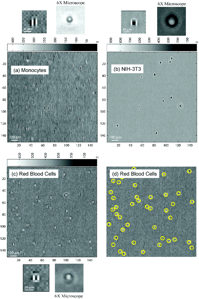 LUCAS images for (a) monocytes, (b) NIH-3T3 fibroblasts, (c) red blood cells. Each image has next to it, a zoomed version of a cell, and its comparison with a low NA microscope image. (d) Computer assisted automated detection of the dynamic location of the red blood cells. A total of 41 cells are counted within a field of view of 1.4 mm × 1.4 mm.