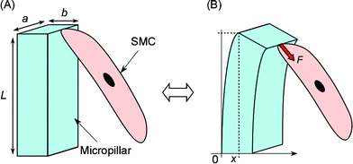 Actuating principle of a micropillar coupled to and powered by a cultured SMC. The micropillar is pulled and returned by the motion of the attached SMC against chemical stimuli. (A) The SMC is relaxing. (B) The SMC is contracting. a, b, L are the width, thickness, height of the pillar, respectively. F is the bending force, x is the pillar displacement.