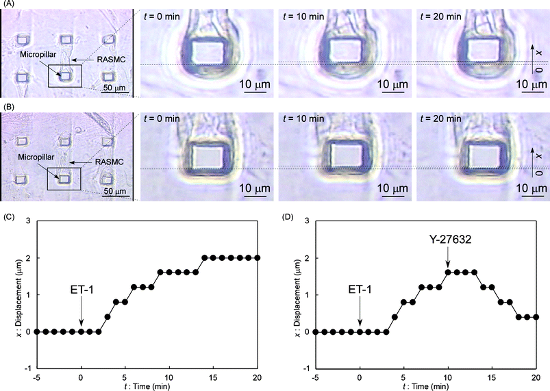 Observation of the pillar actuation by RASMCs. (A) Video images of the driving micropillar by RASMC contraction. An attached RASMC was relaxed at t = 0 s (just after ET-1 stimulation). The pillar was gradually driven in the upwards direction of the photos during 20 min (x = 2.0 ± 0.2 µm at t = 20 min). (B) Video images of the driving micropillar by both RASMC contraction and relaxation. The attached RASMC was relaxed at t = 0 s (just after ET-1 stimulation). The pillar was gradually driven in the upwards direction of the photos during 10 min (x = 1.6 ± 0.2 µm at t = 10 min). After Y-27632 stimulation at t = 10 min, the pillar was gradually returned to nearly its original position during the next 10 min (x = 0.4 ± 0.2 µm at t = 20 min). (C) Displacement time-course for the driving pillar in part A during a 25 min period. (D) Displacement time-course for the driving pillar in part B during a 25 min period.