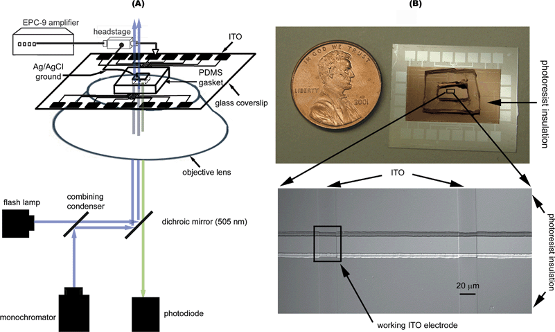 Design of the instrument for on-chip photolysis of caged Ca2+ and electrochemical measurement of quantal exocytosis using transparent ITO microelectrodes. (A) Schematic of the experimental system. The flash lamp is used for rapid (∼1 ms) photolysis of the cage, whereas the monochromator excites Ca2+ indicator dyes to measure [Ca2+]i. (B) Top: photo of microchip with 24 electrochemical ITO electrodes. Bottom: a DIC micrograph of 2 working ITO electrodes with dimensions of 20 × 20 µm.