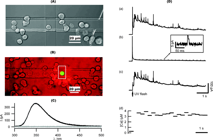 On-chip amperometric exocytosis measurement from cells loaded with AM forms of the Ca2+ cage and Ca2+ indicator (A) A DIC picture of an individual chromaffin cell sitting on top of an ITO working electrode (20 µm by 20 µm). (B) A chromaffin cell loaded with fura-4F (AM) sitting on top of a working ITO electrode (white square) fluoresces in response to UV excitation. (C) Spectrum of light-induced current artifact at ITO electrochemical electrodes immersed in cell bathing solution (dark trace: light on; gray trace: light off). (D) Quantal catecholamine release from chromaffin cell induced by Ca2+ uncaging. (a) A sample amperometric response to flash photolysis of caged Ca2+ from a cell sitting on an ITO electrode. (b) Light-induced current artifact from an ITO electrochemical electrode. Discharge of the flash lamp produces a large, rapidly decaying current artifact. Illumination from the monochromator alternating between 360 nm and 380 nm to measure [Ca2+]i with a fluorescent indicator produces small pulse-like current transients (inset). (c) Faradaic current due to oxidation of catecholamines released from the cell obtained by subtracting the light-induced artifacts (b) from the recorded current (a). (d) Fluorescent measurement of [Ca2+]i using fura-4F (AM) reports rapid [Ca2+]i elevation from 281 nM to 3.6 µM upon UV photolysis of caged Ca2+.