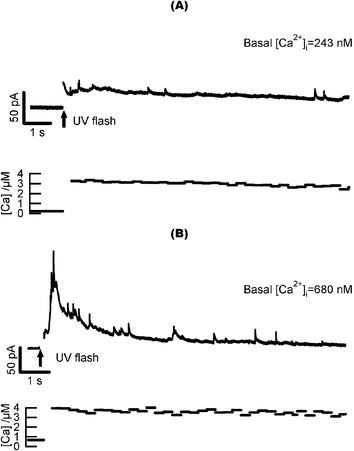 Elevation of “basal” (pre-flash) [Ca2+]i results in more catecholamine release in response to flash photoelevation of [Ca2+]i. (A) Sample response of a cell with lower initial [Ca2+]i (243 nM), to photo-elevation of [Ca2+]i to several µM. (B) Sample response of a different cell with higher initial [Ca2+]i (680 nM).