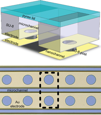The top image shows a drawing (not to scale) of a glass covered (plate on top) SU-8 microchannel (center of drawing, SU-8 shown by rectangles and pillars), and nanochannels (gaps under SU-8 walls) with Au electrodes. The circles in the electrode layers allow posts of SU-8 to support the structure. The bottom image is a micrograph of such a system viewed from above, with the area shown in the top image indicated by the dashed line. The electrode layer is in focus.