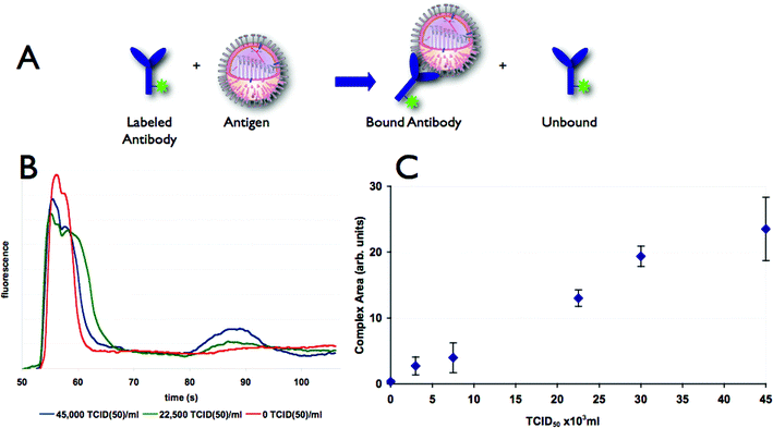 (A) Two fluorescent species are present in the channel, antibody and antibody/antigen complex. (B) Electropherograms showing separation of antibody (first peak) and antibody–virus complex (second peak) using an open channel separation. Mixtures with increasing amounts of swine influenza virus show an increase in the height of the labeled antibody–viron complex peak with a concomitant decrease in the peak height of the free labeled antibody peak. (C) The area of labeled antibody–virus complex peak increases with increasing quantity of swine influenza virus. Error bars indicate a two standard deviation range based on three replicates.