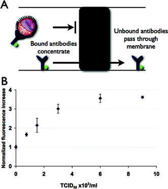 (A) Open channel or gel separations are usually required to differentiate bound and unbound antibodies, however an acrylamide membrane element allows discrimination without further separation. (B) Concentration of labeled antibody–virus complex at gel element is detected as an increase in fluorescence. For a fixed concentration time, the maximum fluorescence intensity grows as viral concentration is increased. Error bars indicate a two standard deviation range based on three replicates.