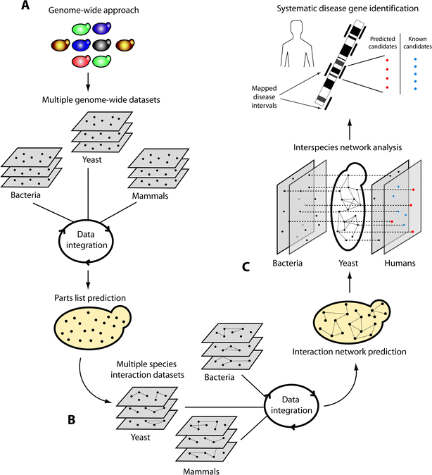 Systematic approach to identify disease genes: from yeast to human. (A) For any biological process, the prediction of parts (nodes) and (B) their interactions (lines) can be achieved by the integration of multiple datasets across several organisms. (C) The ensuing network enables extracting properties of its proteins, for example their conservation (doted lines) and interactions, and can be used for prioritizing disease candidate genes (red nodes). By searching mapped disease intervals in the human genome for genes previously known to be implicated in the process under study (blue nodes) as well as components newly predicted to be part of the process from the integrative analysis in yeast (red nodes), a list of genes for further investigation can be identified. These genes are then examined for mutations responsible for disease.