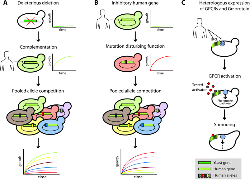 Evaluating disease candidate genes by heterologous expression in yeast. (A) Scheme of functional complementation to test the functional effect of different polymorphisms in a human gene. (B, C) Examples of alternative yeast cell-based assays to study human genes that may not have a yeast ortholog. (B) Scheme of a yeast growth inhibition assay to test the effect of polymorphisms in a human gene. (C) Scheme of an assay that measures human GPCR activity by its coupling to the pheromone yeast pathway through human Gα proteins.