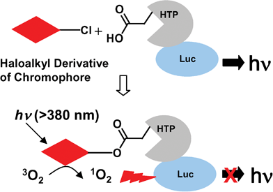 A system to evaluate CALI efficiencies of different chromophores. A haloalkyl derivative of the chromophore of interest is used to label a target protein, 3×Flag-Luc-HTP-Myc. The photoexcited chromophore converts triplet oxygen to singlet oxygen in the vicinity of the target protein, leading to inactivation. The efficiency of target protein inactivation is determined by measuring the remaining luciferase activity.