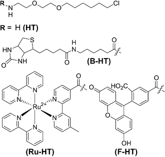 Chemical structures of the HaloTag reagents used in this study.