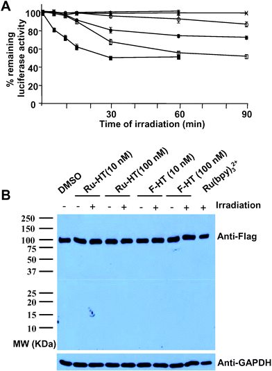 Comparison of Ru–HT and F–HT as CALI “warheads”. (A) Extract from HeLa cells expressing the 3×Flag-Luc-HTP-Myc fusion protein was incubated with DMSO (×), F-HT (10 nM: ○, 100 nM: ●), Ru-HT (10 nM: □, 100 nM: ■), or Ru(bpy)32+ (100 nM: ▲). After irradiation for the indicated times at room temperature, the remaining luciferase activity was measured. Data represent mean of triplicate experiments; error bars indicate standard deviations. (B) Western blot showing no proteolysis during experimental procedures. 2 µL of HeLa cell extract in PBS (total volume: 50 µL, pH 7.4) was incubated with compounds as indicated for 30 min at room temperature and irradiated for 30 min at room temperature. Samples were run on SDS-PAGE gel, transferred to nitrocellulose membrane, and probed with anti-Flag antibody or anti-GAPDH (loading control).