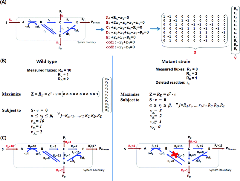 Construction of stoichiometric matrix for a model metabolic network and constraints-based flux analysis. (A) A model metabolic network consists of 7 internal and 4 external metabolites with 11 reactions. From this network, mass balances for each metabolite can be set up as linear equations, and they can be converted into the form of matrix S on the right. Reactants and products in the reaction have negative and positive stoichiometric coefficients, respectively. In this example, internal reactions are denoted by r, and reactions that span the system boundary are denoted by R. The stoichiometric coefficient for metabolite B is 2 as the reaction r1 generates two molecules of B from one molecule of A. (B) Optimization by linear programming is formulated with an objective function (Z) of maximizing the biomass formation (growth) rate (RE) subject to mass balances and additional constraints. Each reaction flux, vi, is subject to lower and upper bound constraints, represented as αi and βi, respectively. Also, measured fluxes, RA, Rc and RD in this example, can be used as additional constraints. c is a vector that specifies which flux to optimize. Other objective functions such as maximization of product formation and minimization of byproduct formation can be used. Knock-out mutant strains can be similarly simulated by setting the reaction flux of the knocked-out gene to zero. Mutant strain shown in this example has a deleted reaction r4 to increase the production rate of the metabolite Pc. Be noted that the measured fluxes change due to the deleted reaction, which is often observed in real examples. (C) Intracellular metabolic flux distributions calculated by constraints-based flux analysis are shown. Fluxes are represented in mmol (g dry cell weight h)−1.