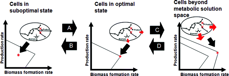 Changing states of cellular physiology through environmental and genetic perturbations within biologically feasible solution space. (A) Under a given condition, cells are at their suboptimal state, and can reach their optimal state through adaptive evolution. (B) MOMA allows identification of the state with the minimal metabolic adjustment as a result of gene knock-outs leading to suboptimal state of the cell. (C) In the rightmost graph, the outermost boundary refers to the biological solution space beyond the current metabolic capacity, which is possible by altered regulation/metabolic engineering. (D) In the opposite direction, superior cells beyond metabolic solution space can approach the real cell by returning the regulatory circuits back to that of wild-type. Or, they can be interpreted as reducing the solution space by altered regulation/metabolic engineering and/or imposing thermodynamic constraints.