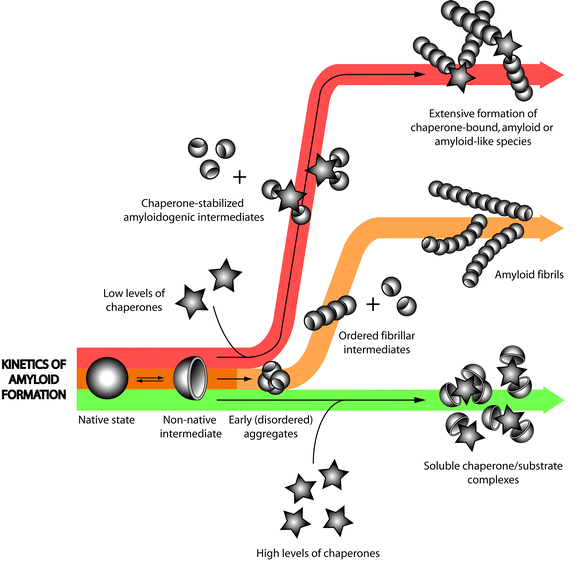 The biphasic effects of extracellular chaperones on amyloid fibril formation. The kinetics of the amyloid assembly process is often depicted as a sigmoidal curve to reflect the three distinct phases characterizing the fibril formation pathway (i.e. lag, elongation and plateau; see also Fig. 1). Complete inhibition of fibril formation can be achieved when clusterin and α2M are present at high (but usually still sub-stoichiometric) levels relative to the substrate protein. Yet, at low EC : substrate ratios, extensive amyloid or amyloid-like fibril formation is observed for some substrate proteins, suggesting that in these cases, ECs may be stabilizing an otherwise unstable conformation and promoting amyloid fibril formation. Figure reproduced with kind permission from Springer Publications.