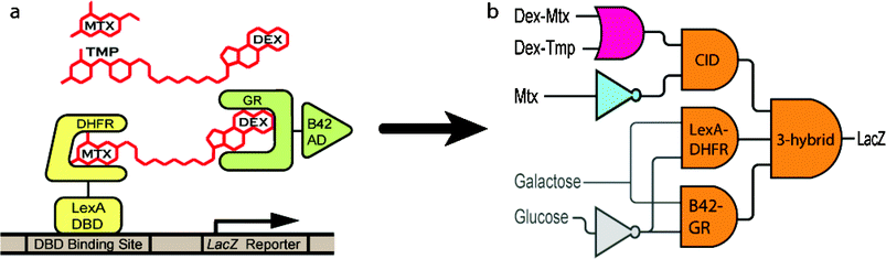 (a) The three-hybrid system. A heterodimeric ligand (Dex-Mtx or Dex-Tmp (red)) bridges a DNA bindingprotein–receptor protein chimera (LexA-DHFR (yellow)) and a transcriptional activation protein–receptor protein chimera (B42-GR (green)) effectively reconstituting a transcriptional activator and stimulating transcription of a lacZ reporter gene. Transcription can be disrupted by the small molecule Mtx (red)). (b) The three-hybrid system viewed as a three-input AND gate. LexA-DHFR and B42-GR are further regulated by the GAL1 promoter, creating a two transcription step circuit. AND, NOT and OR gates directly involved in the three-hybrid logic gate are shown in orange, blue and fuchsia, respectively. Inputs regulating production of three-hybrid components are shown in gray.
