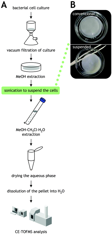 Metabolome extraction procedure modified in this study. A. Schematic of the metabolome extraction procedure. Modified point is indicated in the green box. B. Cell suspension prepared by sonication of methanol.