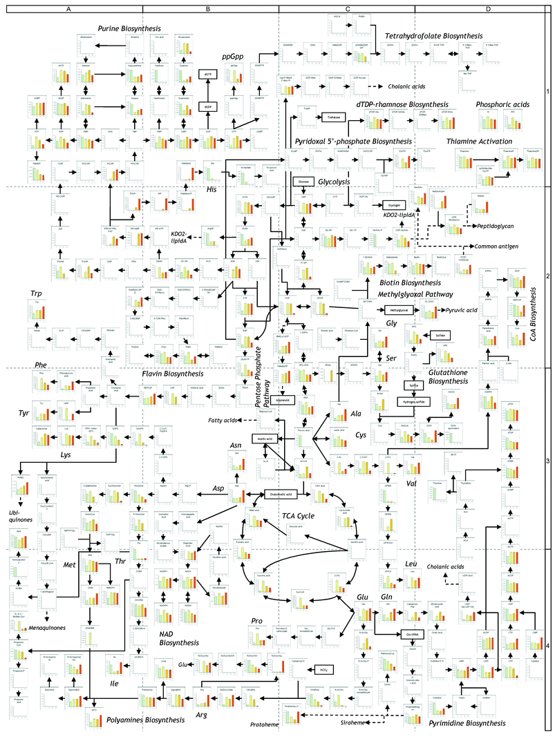 Metabolomic profile of E. coli after histidine downshift. The data of each metabolite level are summarized in supplementary Table 2. Enlarged, printable version is available as supplementary Figure 1.