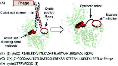 Bivalent inhibitor selection strategy: (A) Noncovalent tethering of staurosporine with a phage-display peptide library through a coiled-coil heterodimer for targeting a kinase, PKA. The selected peptide can be subsequently conjugated to staurosporine to provide a bivalent kinase inhibitor. (B) Staurosporine derivative 2 conjugated to the Jun. (C) Phagedisplayed cyclic peptide library attached to Fos (X) any of the 20 natural amino acids). (D) Selected cyclic peptide 3. Reprinted with permission from J. Am. Chem. Soc., 2007, 129, 13812. Copyright 2007 American Chemical Society.