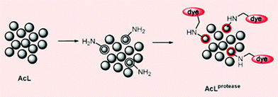 Members of a peptide library (AcL) are hydrolysed by a protease leaving free amino groups to react with a selective dye.