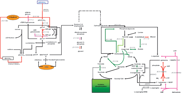 
            Transcriptional activity of the central carbon metabolism in the WT phenotype in 0.2% galactose with respect to 0.2% glucose based on the identified over- and under-expressed genes. Dashed arrows depict reactions that are carried out through more than one enzyme. The red and dark green arrows depict the reactions whose enzymes are encoded by over- and under-expressed genes, respectively (see legend of Fig. 2). The purple and light green arrows depict the reactions whose enzymes are encoded by the moderately over- and under-expressed genes, respectively, as explained in Fig. 2. The black arrows depict reactions whose genes were either not included in the analysis (after the normalization and filtering step) or—if included—were not identified in any of the (colored) 4 categories described above. Extracellular metabolites are in rectangular boxes, while the compounds of the cell wall are depicted in yellow ellipses. The numbers in parenthesis refer to the E.C. number of the enzyme encoded by the over- or the under-expressed gene. The reactions that are depicted with a two-color arrow (one direction in red and the other in green) are catalyzed by multiple isoenzymes in both directions. All isoenzymes catalyzing one direction of the reaction were identified as either overexpressed or underexpressed (thus each direction of the reaction is colored red or dark green, respectively), thus indicating the direction that is favored under the particular experimental conditions.