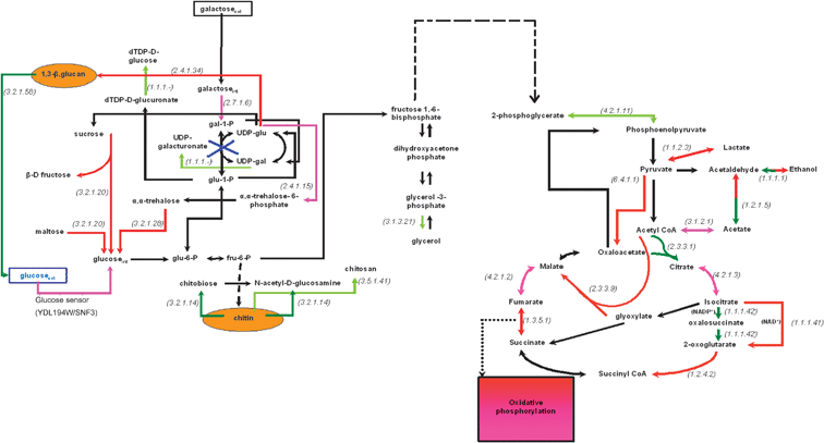 
            Transcriptional activity of the central carbon metabolism in the gal7-deficient with respect to the WT phenotype in 0.2% glucose based on the identified over- and under-expressed genes. Dashed arrows depict reactions that are carried out through more than one enzymes. The red and dark green arrows depict the reactions whose enzymes are encoded by over- and under-expressed genes, respectively (see legend of Fig. 2). The purple and light green arrows depict the reactions whose enzymes are encoded by the moderately over- and under-expressed, respectively, genes as explained in Fig. 2. The black arrows depict reactions whose genes were either not included in the analysis (after the normalization and filtering step) or—if included—were not identified in any of the (colored) 4 categories described above. Extracellular metabolites are in rectangular boxes, while the compounds of the cell wall are depicted in yellow ellipses. The numbers in parenthesis refer to the E.C. number of the enzyme encoded by the over- or the under-expressed gene. The reactions that are depicted with a two-color arrow (one direction in red and the other in green) are catalyzed by multiple isoenzymes in both directions. All isoenzymes catalyzing one direction of the reaction were identified as either overexpressed or underexpressed (thus each direction of the reaction is colored red or dark green, respectively), indicating thus the direction that is favored under the particular experimental conditions.