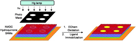 A photochemical strategy for generating patterns and gradients of immobilized ligands onto an electroactive monolayer. UV illumination of the NVOC protected hydroquinone through a photomask reveals the hydroquinone in select regions on the monolayer. Electrochemical oxidation of the hydroquinone monolayer to the quinine permits selective immobilization of ligands to the patterned surface.