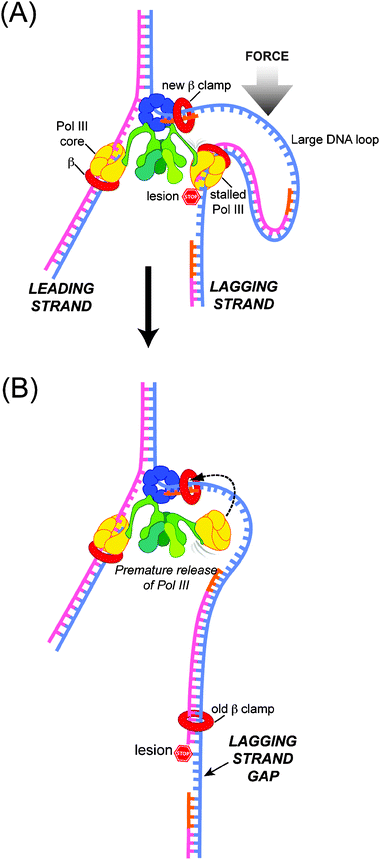 Replisome Dynamics And Use Of Dna Trombone Loops To Bypass Replication Blocks Molecular Biosystems Rsc Publishing Doi 10 1039 Bb