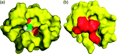 Docking between the optimized PA-Mpro and AG7088. (a) Model of PA showing the amino acids present in the active site in different colors. (b) Complex formed by PA-Mpro (yellow) and AG7088 (red).