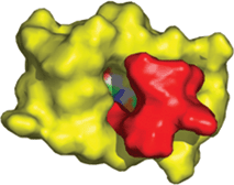 Docking between the PB of Mpro (yellow) and AG7088 (red). It is clear that the inhibitor does not fit completely into the active site (shown with different colors on the protein).