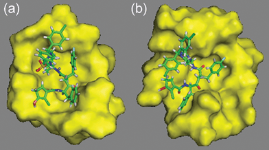 Docking of GQAC-02441 to PA-Mpro using the optimized PA-Mpro (a) and the crystal structure (b).
