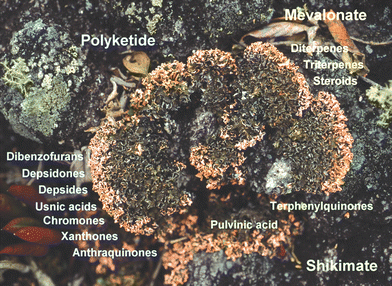 Metabolic diversity of secondary compounds occurring in lichens.