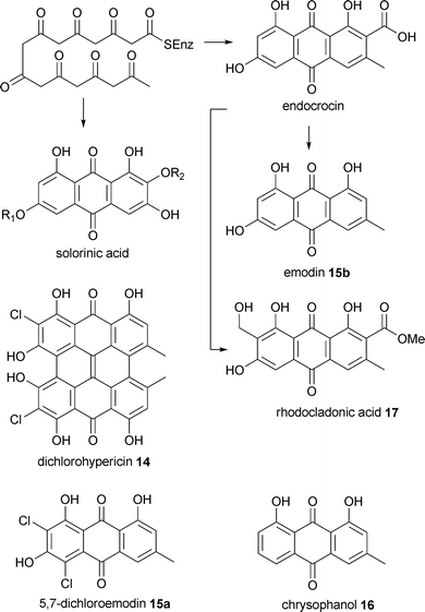 Biogenesis of anthraquinones and naphthaquinones (rhodocladonic acid17) from polyketide units.