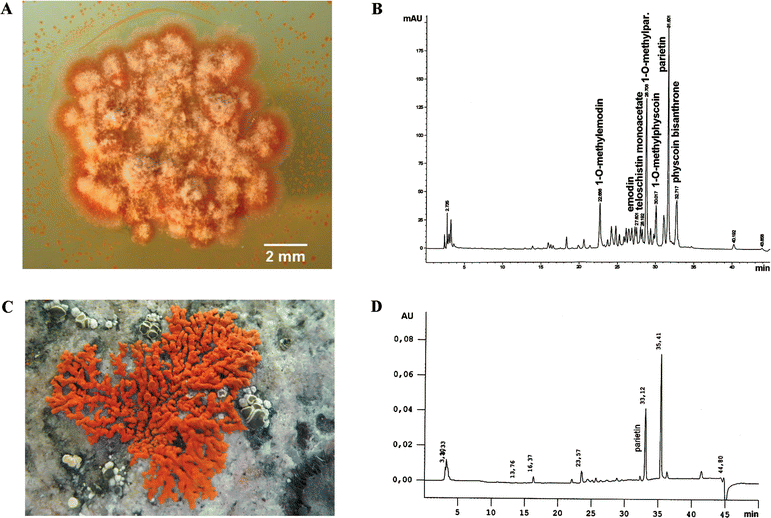 
              A. Cultured mycobiont of Xanthoria elegans, 2 months old. B. Corresponding HPLC chromatogram, showing intermediates on the route to the typical end products. C. A Greenland specimen of X. elegans. D. Corresponding HPLC chromatogram, showing only the end product, parietin.