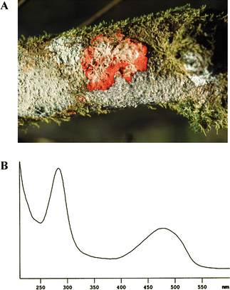 
              A. Cryptothecia rubrocincta. B. UV spectrum of chiodectonic acid18.