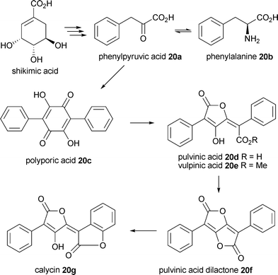 Biosynthesis of shikimic acid derived lichen metabolites, proposed by Mosbach29 and Culberson.5
