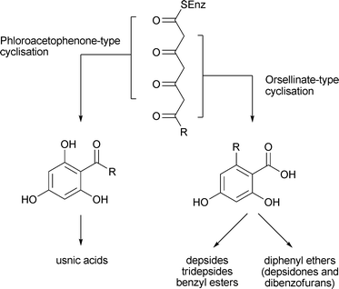 General overview of biosynthesis of lichen metabolites.