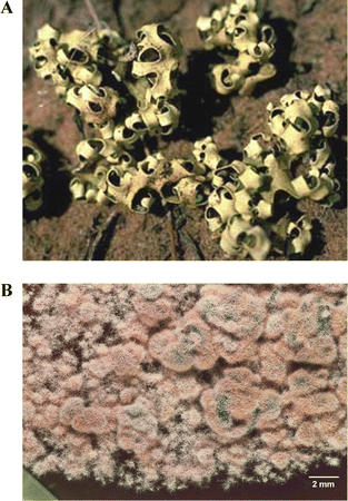 
            A. The lichen Chondropsis viridis. B. A cultured mycobiont of Chondropsis viridis, which produces depsidones such as fumarprotocetraric acid12 and succinprotocetraric acid 13.
