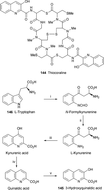 
            Enzymes in the putative 
            biosynthesis
             of 
            3-hydroxyquinaldic acid
            : i, Trp-2,3-dioxygenase; ii, kynurenine formamidase; iii, kynurenine aminotransferase; iv, oxidoreductase; v, cytochrome P450.