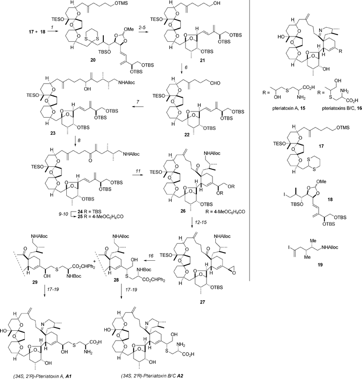 The Kishi synthesis of the pteriatoxins. Reagents and conditions: (1) 17, tBuLi, HMPA; (2) K2CO3, MeOH, 73% over 2 steps; (3) PPTS; (4) K2CO3, MeOH, 73% over 2 steps; (5) PIFA, 74%; (6) SO3·Py, DMSO, 83%; (7) 19, NiCl2, CrCl2, 84%; (8) Dess–Martin periodinane, 79%; (9) HF·Py, Py; (10) 4-MeOC6H4COCl, NEt3; (11) 170 °C, dodecane, 51%; (12) K2CO3; (13) HF·Py, Py, 74% over 2 steps; (14) TsCl; (15) K2CO3, 78% over 2 steps; (16) N-Boc-l-Cys(SH)-OCHPh2 (an inseparable mixture of 28 and 29), 85%; (17) Pd(PPh3)4, AcOH, 72%; (18) 1,3,5-iPr3C6H2CO2H/Et3N salt, 80 °C, xylene, 51%; (19) TFA, CH2Cl2, followed by HPLC separation. PIFA = phenyliodine(iii) bis(trifluoroacetate).
