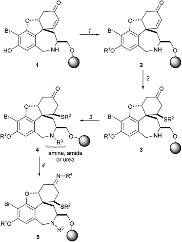 Shair's synthesis of galanthamine-like molecules with high substitutional diversity. Reagents and conditions: (1) R1OH, PPh3, DIAD, THF, 0 °C (×2); (2) R2SH, 2,6-lutidine, nBuLi, THF, 0→40 °C; (3) (i) R3CHO, AcOH, MeOH–THF; (ii) NaBH3CN, MeOH or R3COCl, 2,6-lutidine, CH2Cl2 or R3NCO, CH2Cl2; (4) R4NH2, AcOH, MeOH–CH2Cl2.