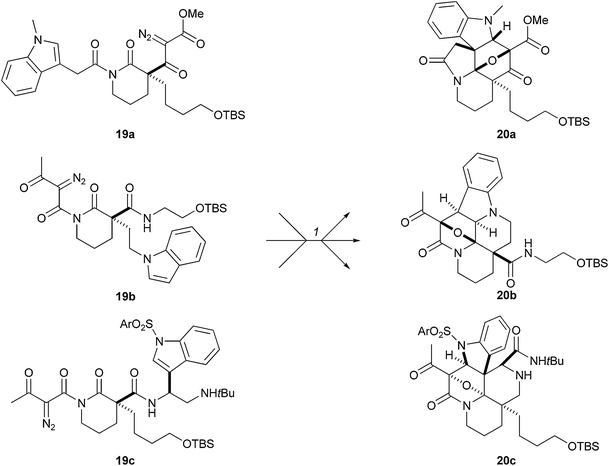 Schreiber's approach to pre-encoding skeletal information in rhodium-catalysed tandem cyclisation–cycloaddition cascade. Reagents and conditions: (1) Rh2(O2CC7H15)4, benzene, 50 °C; 20a: 74%; 20b: 73%; 20c: 57%.