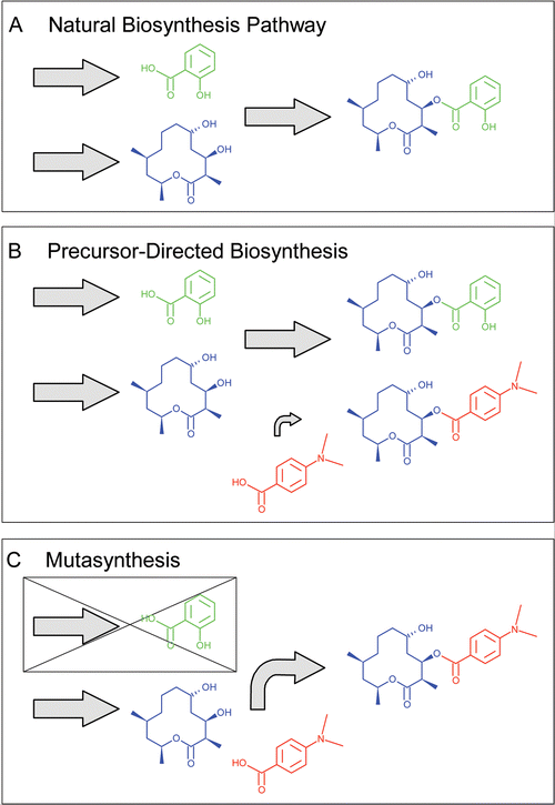 Precursor-directed biosynthesis and mutasynthesis. A. A hypothetical microbial natural product is made from a polyketide-derived 12 membered macrolide (in blue) and salicylic acid (in green). B. Precursor-directed biosynthesis. By adding the unnatural precursor 4-(dimethylamino)benzoic acid (in red) to the fermentation broth, this can be incorporated into the final product resulting in a mixture of the natural product and the precursor-directed product. C. Mutasynthesis. A strain which lacks the biosynthetic pathway for the intermediate salicylic acid is used. In this case the unnatural precursor 4-(dimethylamino)benzoic acid can be incorporated into the final product with no competition from the natural precursor, resulting in a single product.