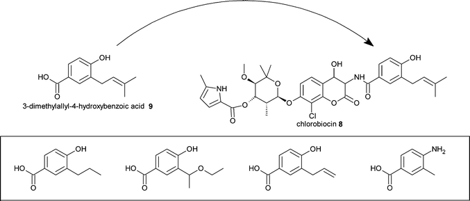 Mutasynthesis of chlorobiocin analogues. A selection of DMAHB analogues that were successfully incorporated into novel chlorobiocins are shown boxed.