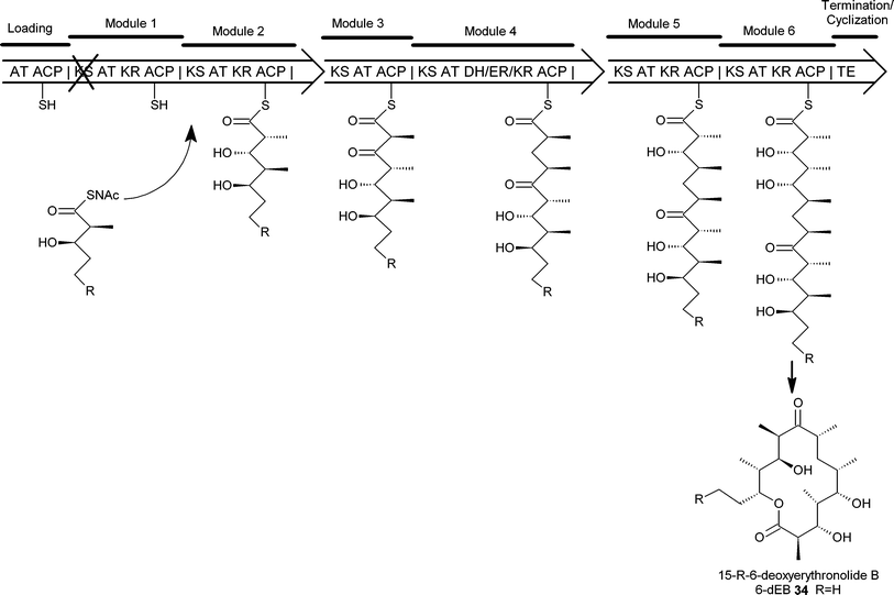 Chemobiosynthesis of 6-dEB analogues. A point mutation in the KS of module 1 renders the DEBS PKS inactive. By supplementing a strain expressing such a mutant PKS with an acyl-thioester similar to that normally accepted by module 2, activity can be restored and novel groups can be incorporated into the macrolide backbone (AT-acyltransferase, ACP-acyl carrier protein, KS-ketosynthase, KR-ketoreductase, DH-dehydratase, ER-enoylreductase, TE-thioesterase, SNAc-N-acetylcysteamine).