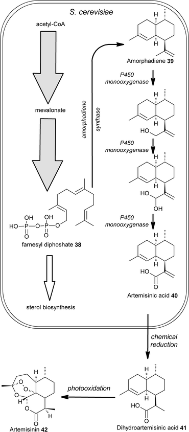 Production of the anti-malarial drug artemisinin42. Production of artemisinic acid40 was achieved in the yeast S. cerevisiae by; i) metabolic engineering to both increase production of farnesyl diphosphate38 and to downregulate the sterol biosynthesis pathway, a major sink for this intermediate; ii) expression of amorphadiene synthase for conversion of 38 to amorphadiene39; iii) expression of a cytochrome P450 monooxygenase for the three-step conversion of 39 to artemisinic acid40. The artemisinic acid produced by the yeast can then be chemically converted to artemisinin in a 2-step procedure involving reduction of 40 to dihydroartemisinic acid 41 followed by photooxidation to give artemisinin42.