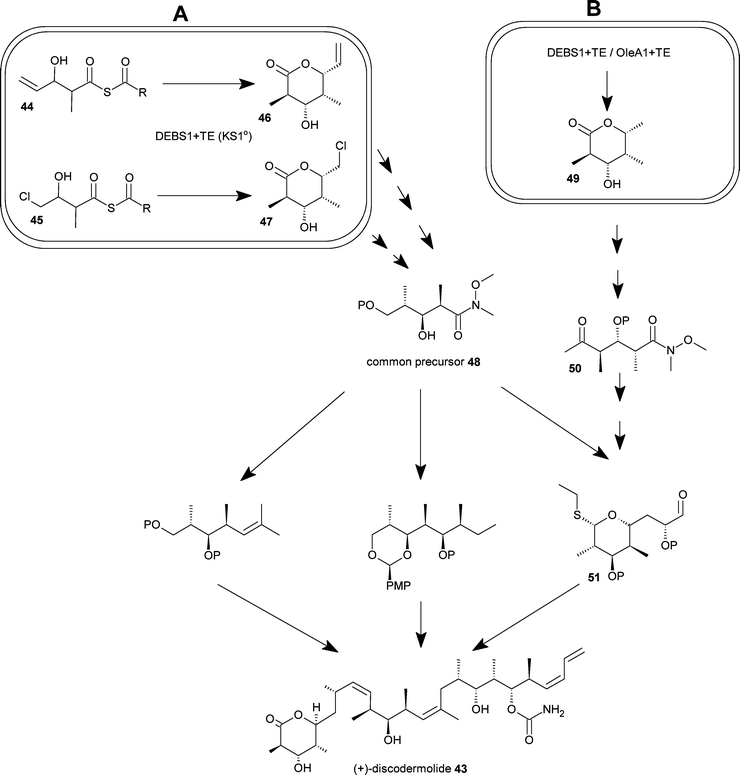 Use of bio-intermediates for discodermolide synthesis. The total synthesis of the complex natural product discodermolide is achieved using a fragment-based approach. In the examples shown here; A-the common precursor 48 can be synthesised from the triketide lactones46 and 47 produced by chemobiosynthesis using a genetically modified Streptomycete; B-the triketide lactone49 is produced by direct fermentation of an engineered Streptomycete, 49 can be chemically converted to the intermediate 50, and subsequently on to 51. These bio-intermediates can be produced in highly scalable procedures offering inexpensive access to large quantities of complex chiral molecules.