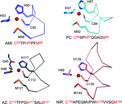 The T1 copper site structures of Paracoccus denitrificans amicyanin (AMI, 1AAC64), spinach plastocyanin (PC, 1AG668), P. aeruginosa azurin (AZ, 4AZU,14 chain A) and Alcaligenes xylosoxidansnitrite reductase (NIR, 1OE14) drawn with Pymol, highlighting differences in their ligand-containing loops which are shown as Cα traces.