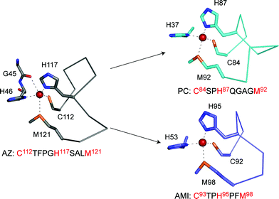 The active site structures of AZ (4AZU,14 chain A), PC (1AG668) and AMI (1AAC64) drawn with Pymol. The arrows indicate two loop contraction experiments that have been performed in AZ resulting in AZPC (top, giving the active site loop C112SPH115QGAGM120) and AZAMI (bottom, giving the loop sequence C112TPH115PFM118). The conformations that these loops adopt when grafted onto the AZ scaffold are shown in Fig. 6 and 7.