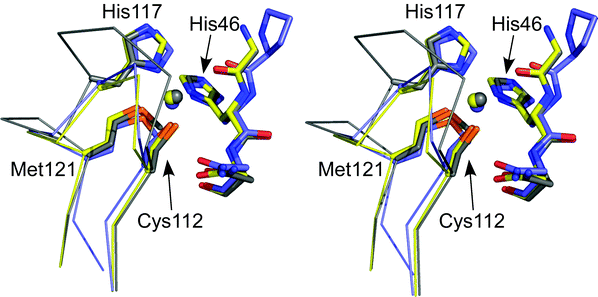 Stereoview (prepared with Pymol) showing an overlay of the active sites of Cu(ii) AZAMI (2FTA,86 chain A, yellow), AZ (4AZU,14 chain A, gray) and AMI (1AAC,64 slate). The side chains of the coordinating residues (labeled as in AZ) and the amino acid on either side of the N-terminal His ligand are shown as stick models, copper atoms as spheres, and the backbone of the C-terminal ligand-containing loops as Cα traces. Reprinted with permission from reference 87; copyright (2007) American Chemical Society.