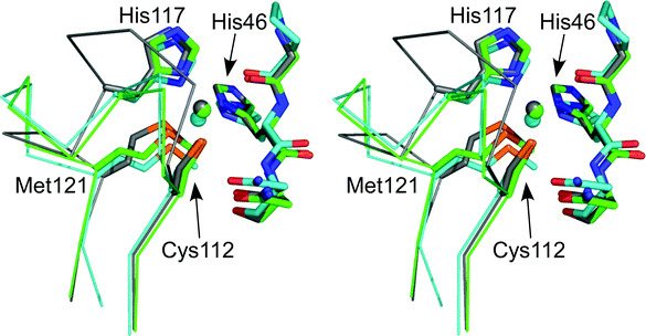 Stereoview (prepared with Pymol) showing an overlay of the active sites of Cu(ii) AZPC (2HX7,87 chain A, green), AZ (4AZU,14 chain A, gray) and PC (1AG6,68 cyan). The side chains of the coordinating residues (labeled as in AZ) and the amino acid on either side of the N-terminal His ligand are shown as stick models, copper atoms as spheres, and the backbone of the C-terminal ligand-containing loops as Cα traces. Reprinted with permission from reference 87; copyright (2007) American Chemical Society.