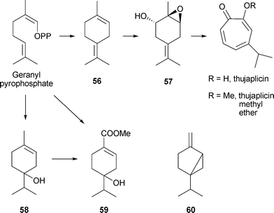 Biosynthesis of β-thujaplicin and related compounds.